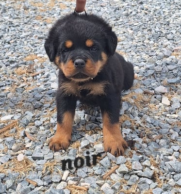 Les chiots de Rottweiler