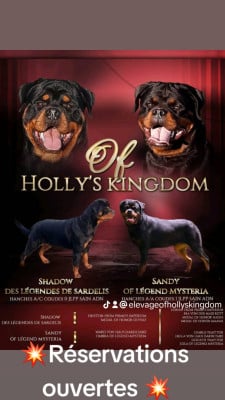 Les chiots de Rottweiler