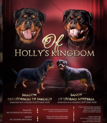 Les chiots de Rottweiler