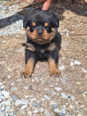 Les chiots de Rottweiler