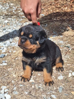 Les chiots de Rottweiler