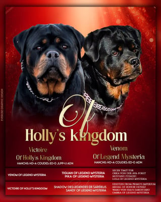 Les chiots de Rottweiler