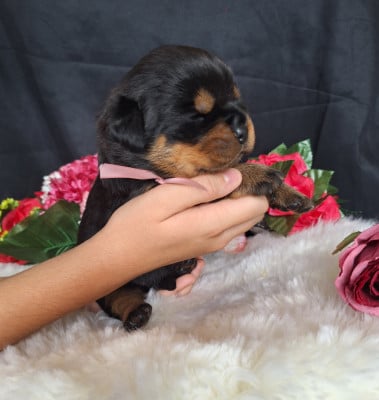 Les chiots de Rottweiler