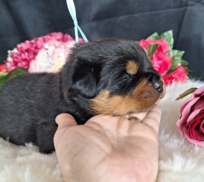 Les chiots de Rottweiler