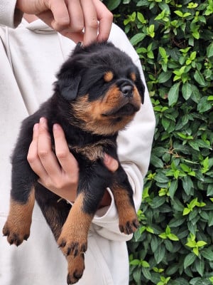Les chiots de Rottweiler