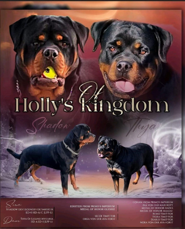 Rottweiler - Of Holly's Kingdom
