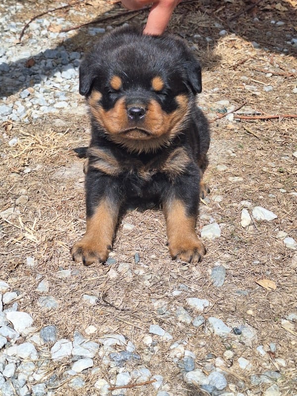 Rottweiler - Of Holly's Kingdom