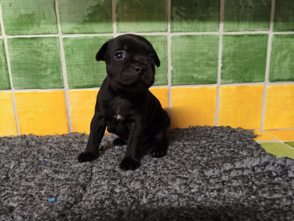 Staffordshire Bull Terrier - Virtus Et Honor