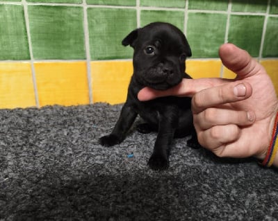 Les chiots de Staffordshire Bull Terrier