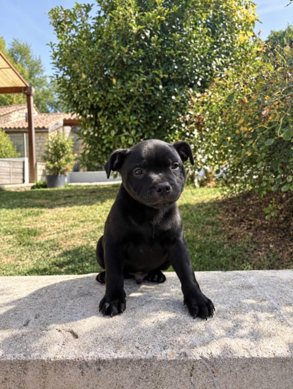 Staffordshire Bull Terrier - Virtus Et Honor