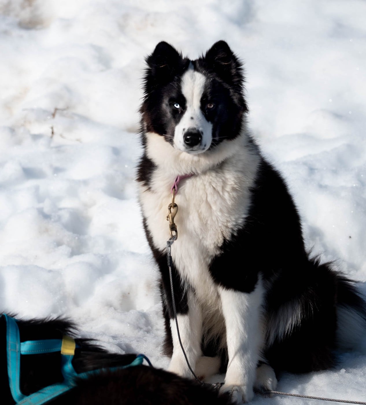 Publication : Dust Of Snow Auteur : Sylviane Bastié