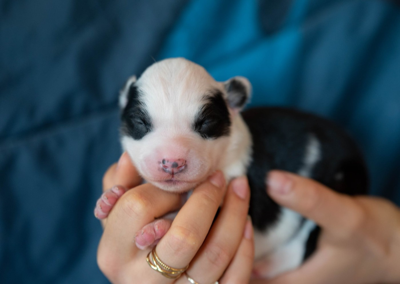 CHIOT 2