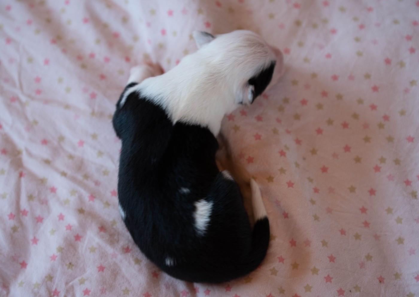 CHIOT 2