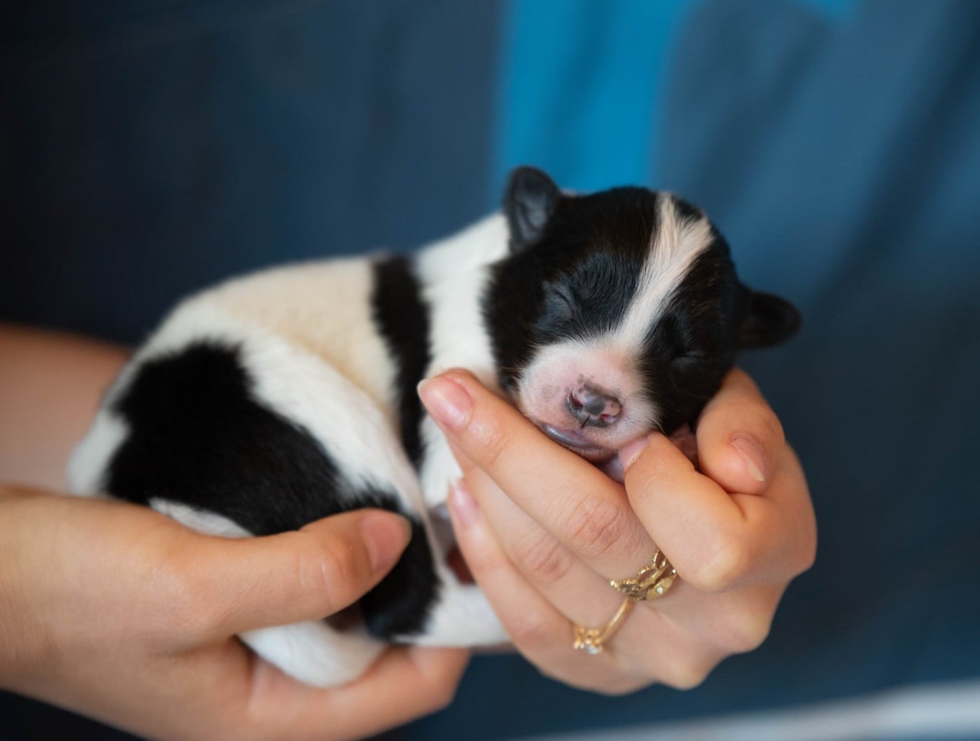 CHIOT 4