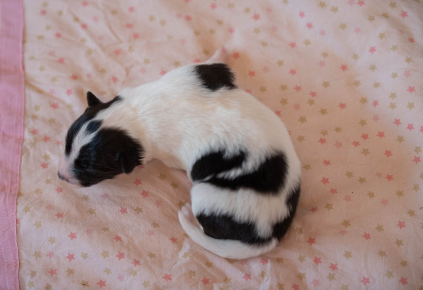 CHIOT 4