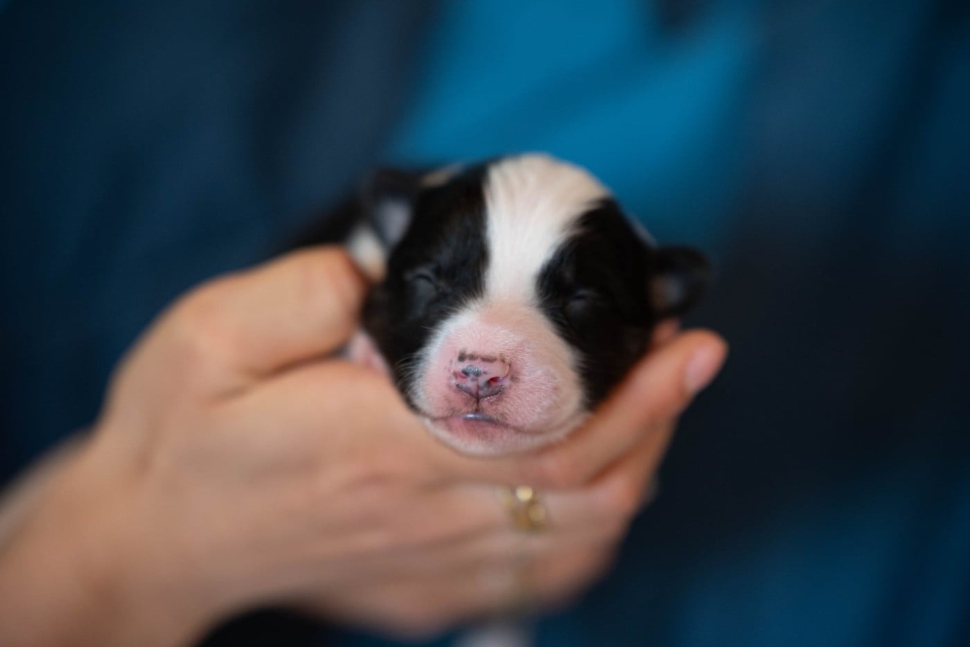 CHIOT 5