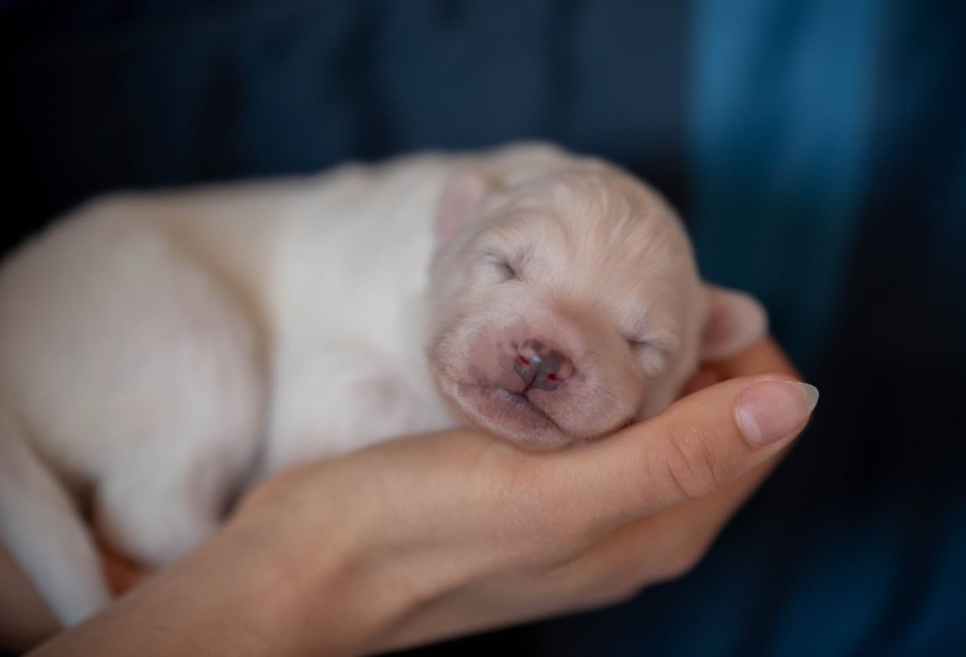 CHIOT 6