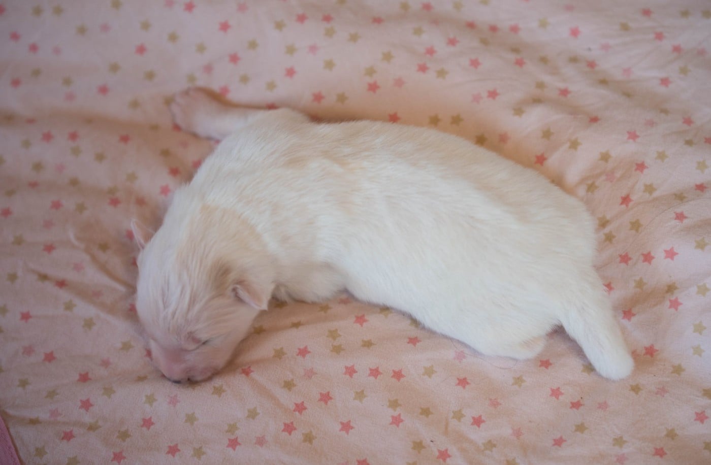 CHIOT 6