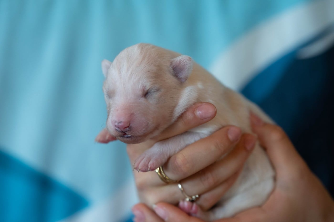 CHIOT 1