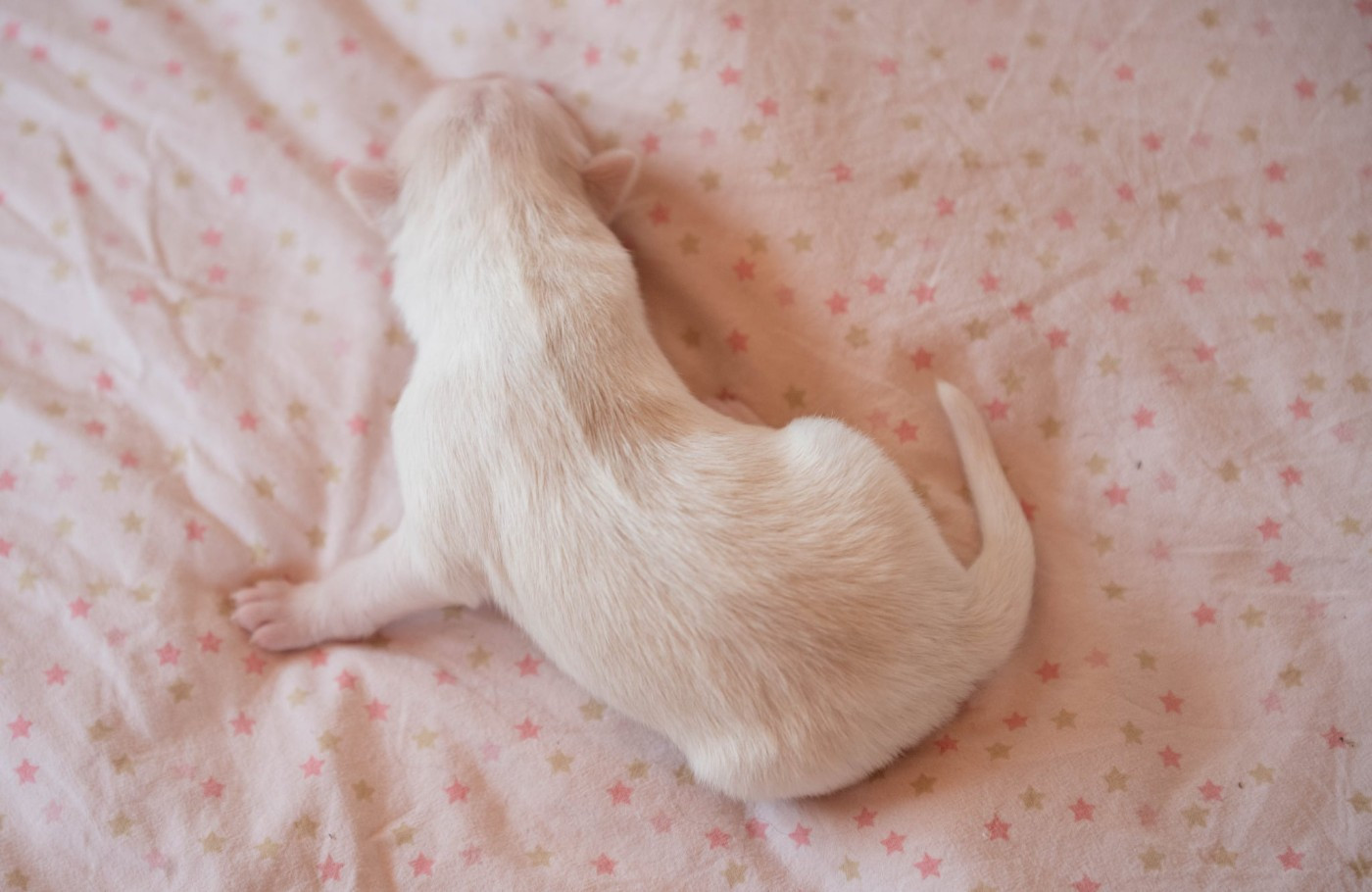 CHIOT 1