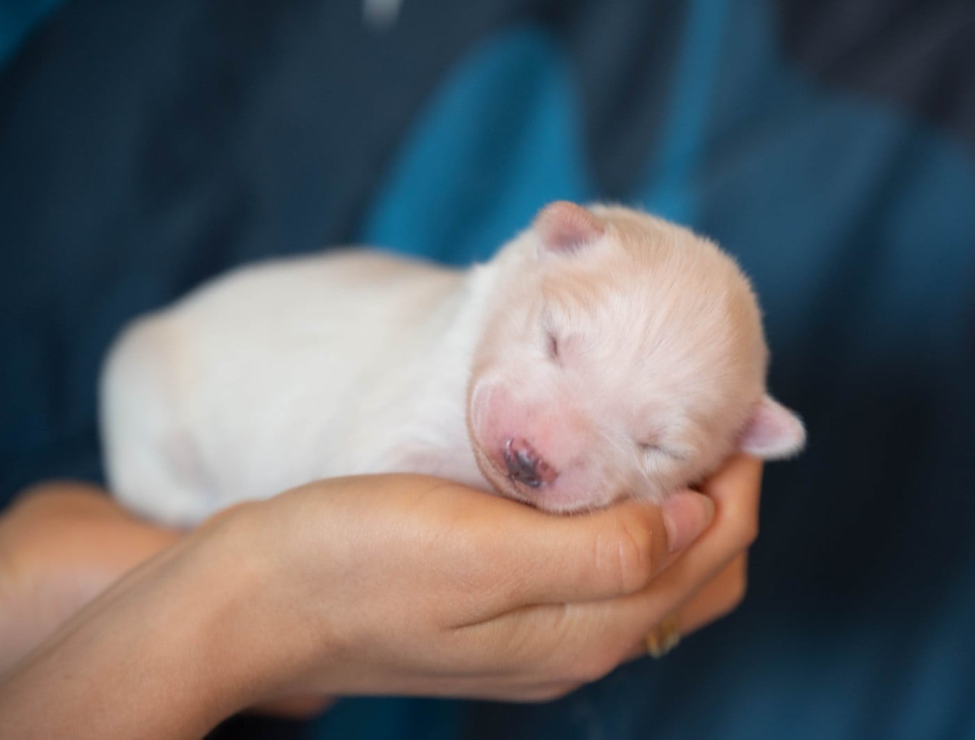 CHIOT 3