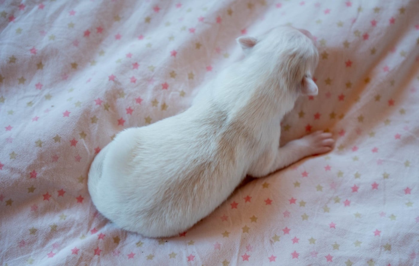 CHIOT 3