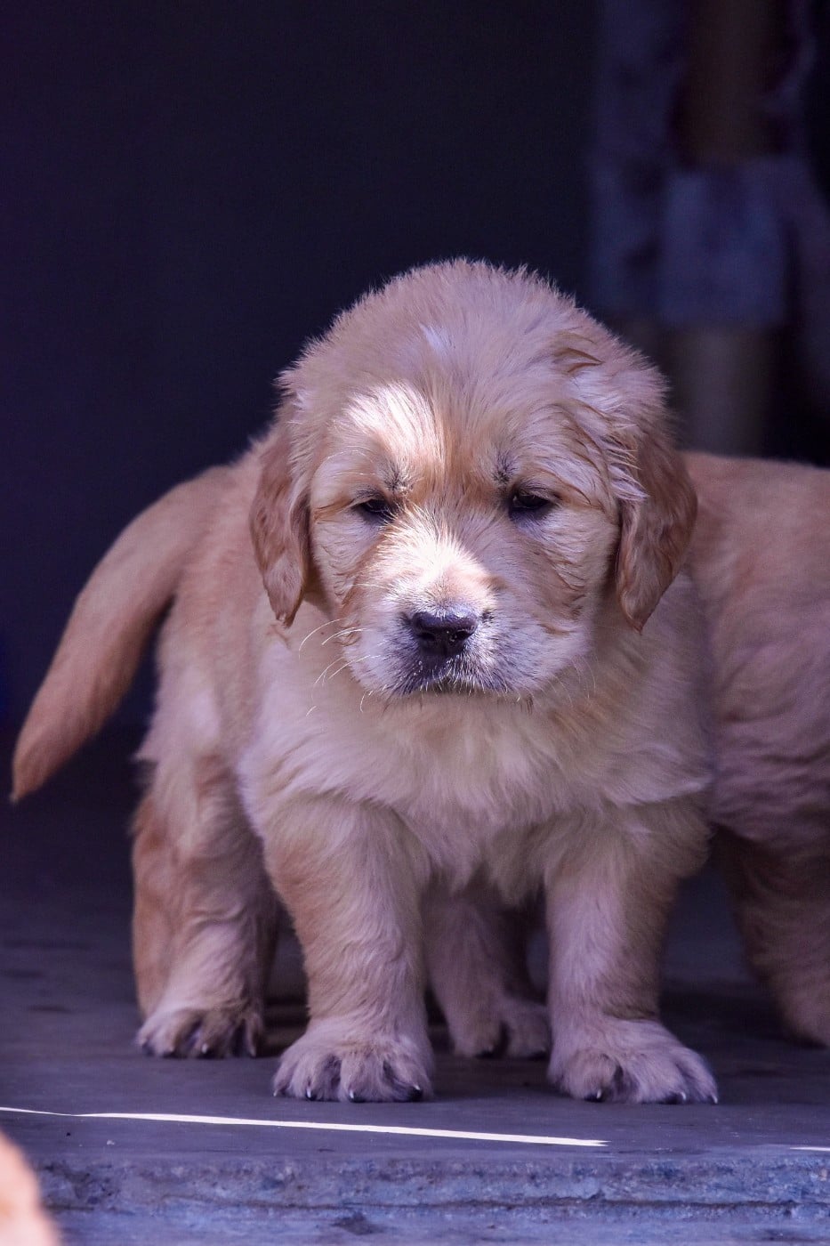 Jaspe - Golden Retriever