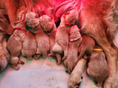 Les chiots de Golden Retriever