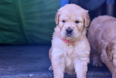 Les chiots de Golden Retriever