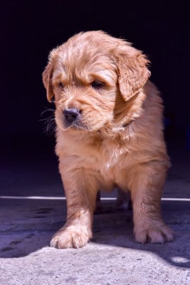 Les chiots de Golden Retriever