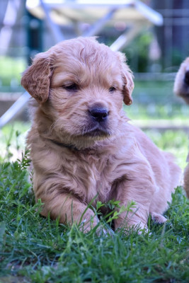 Les chiots de Golden Retriever