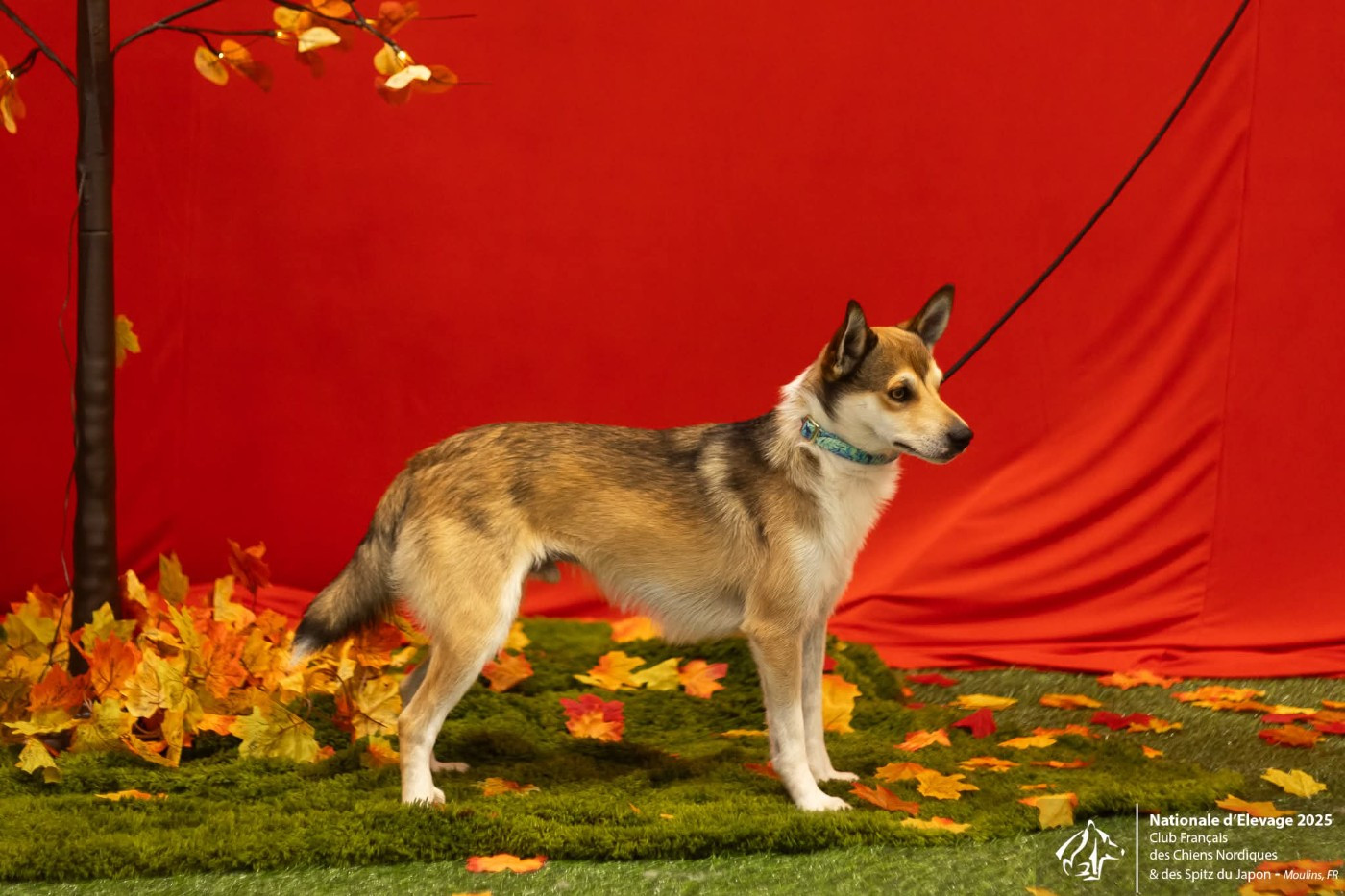 CH. lundetuftens Haukur hrafnirson