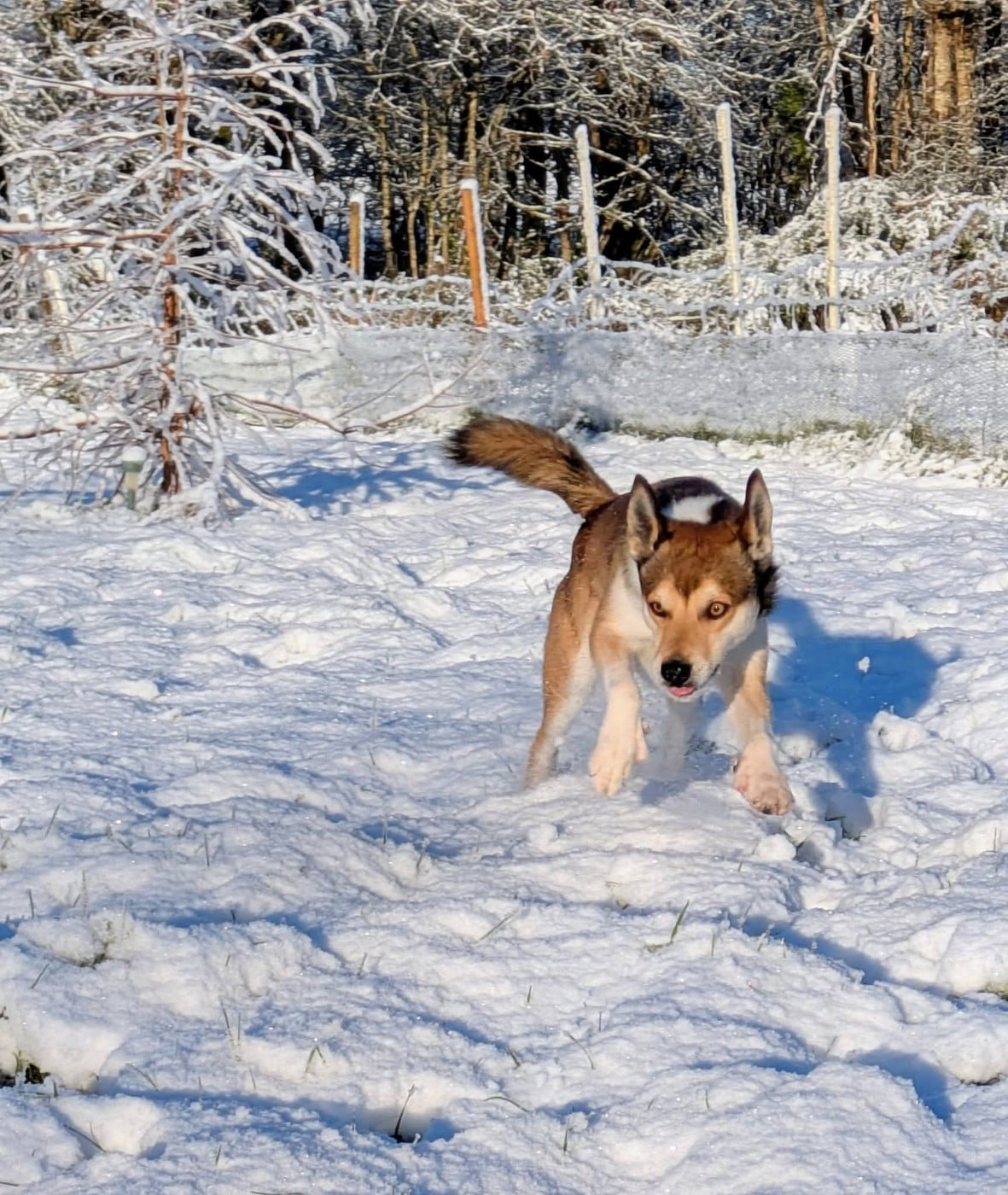 CH. lundetuftens Haukur hrafnirson