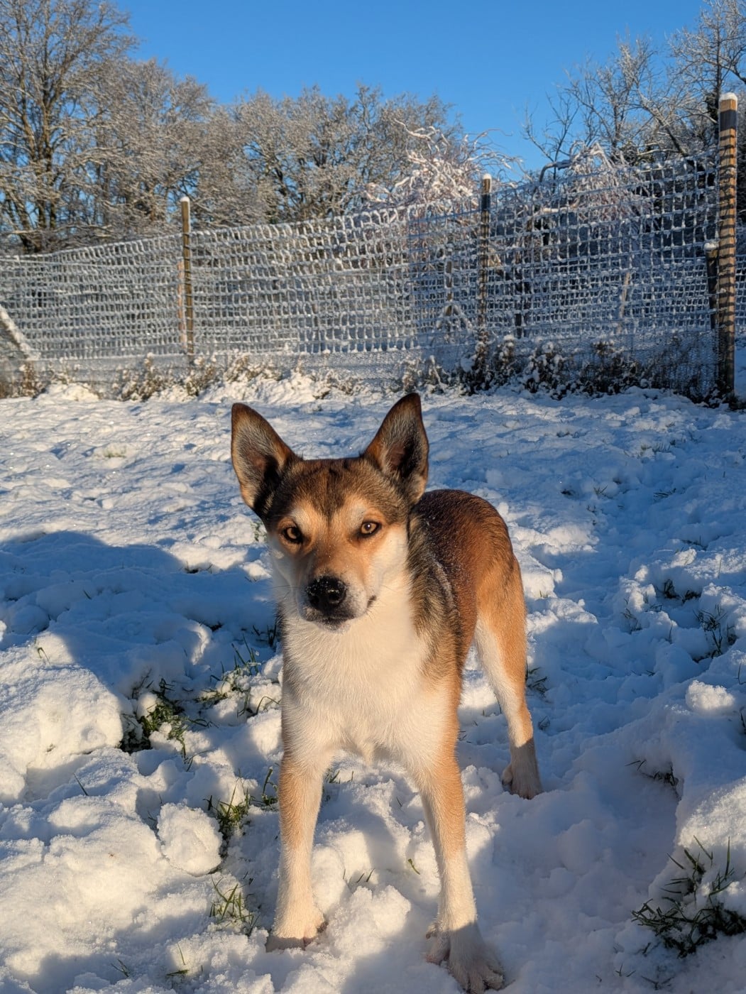 CH. lundetuftens Haukur hrafnirson