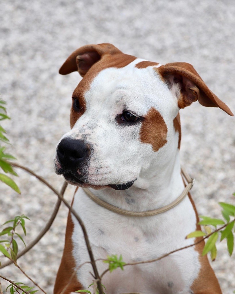 Publication : Maker's New Step