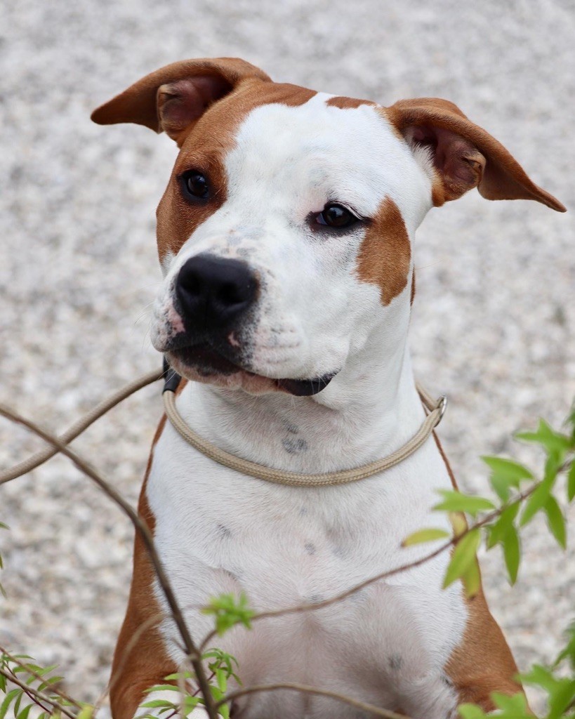 Publication : Maker's New Step