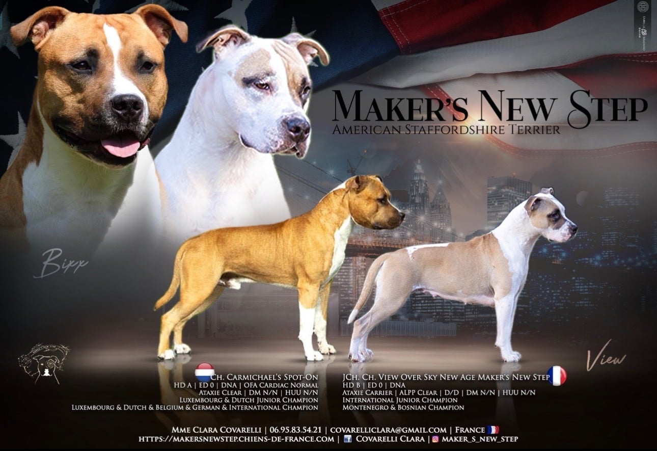 American Staffordshire Terrier - Maker's New Step