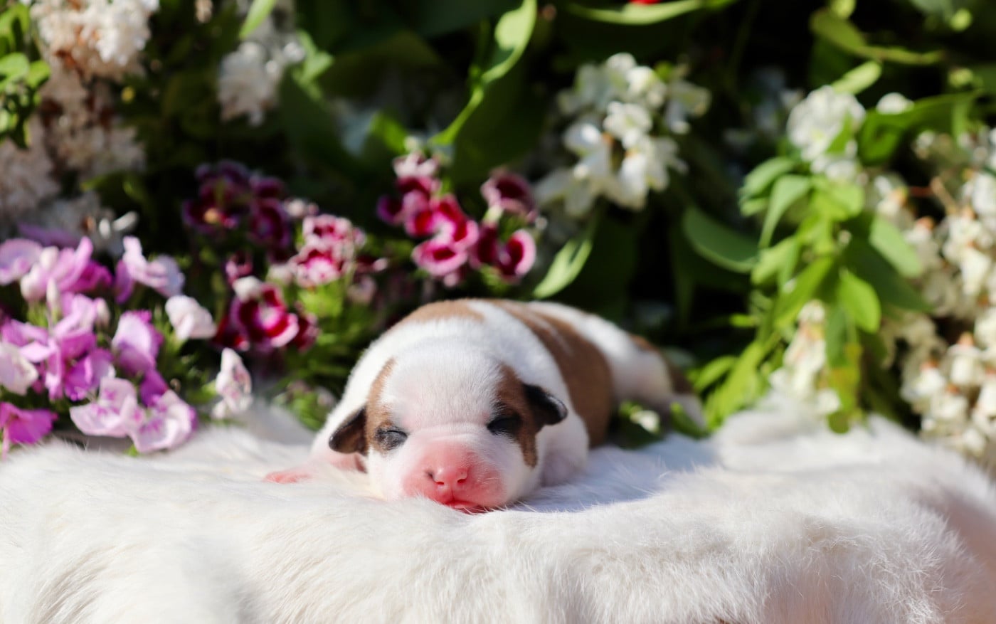 CHIOT 3