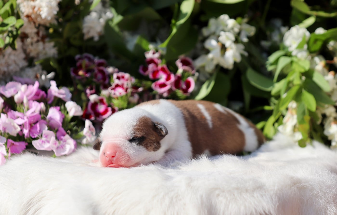 CHIOT 3