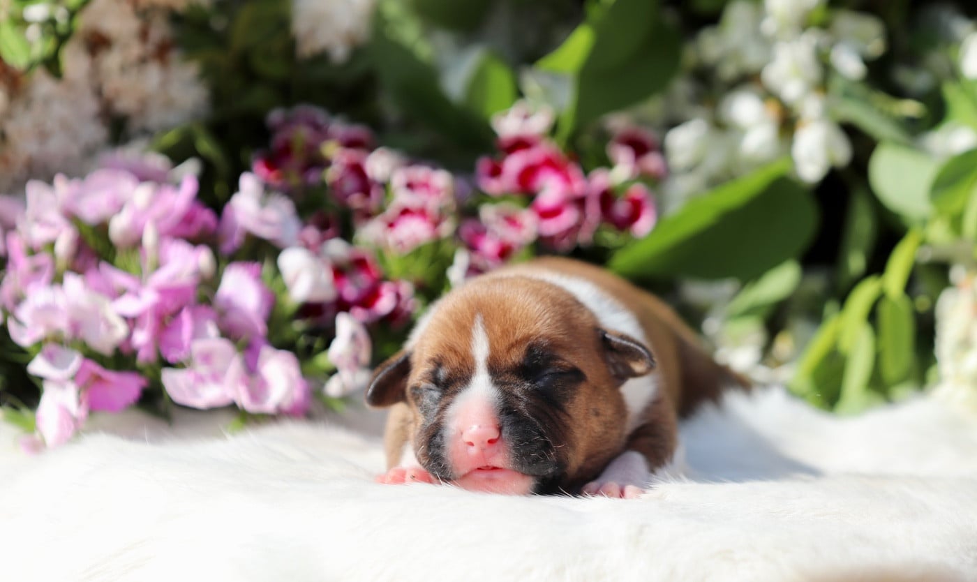 CHIOT 5