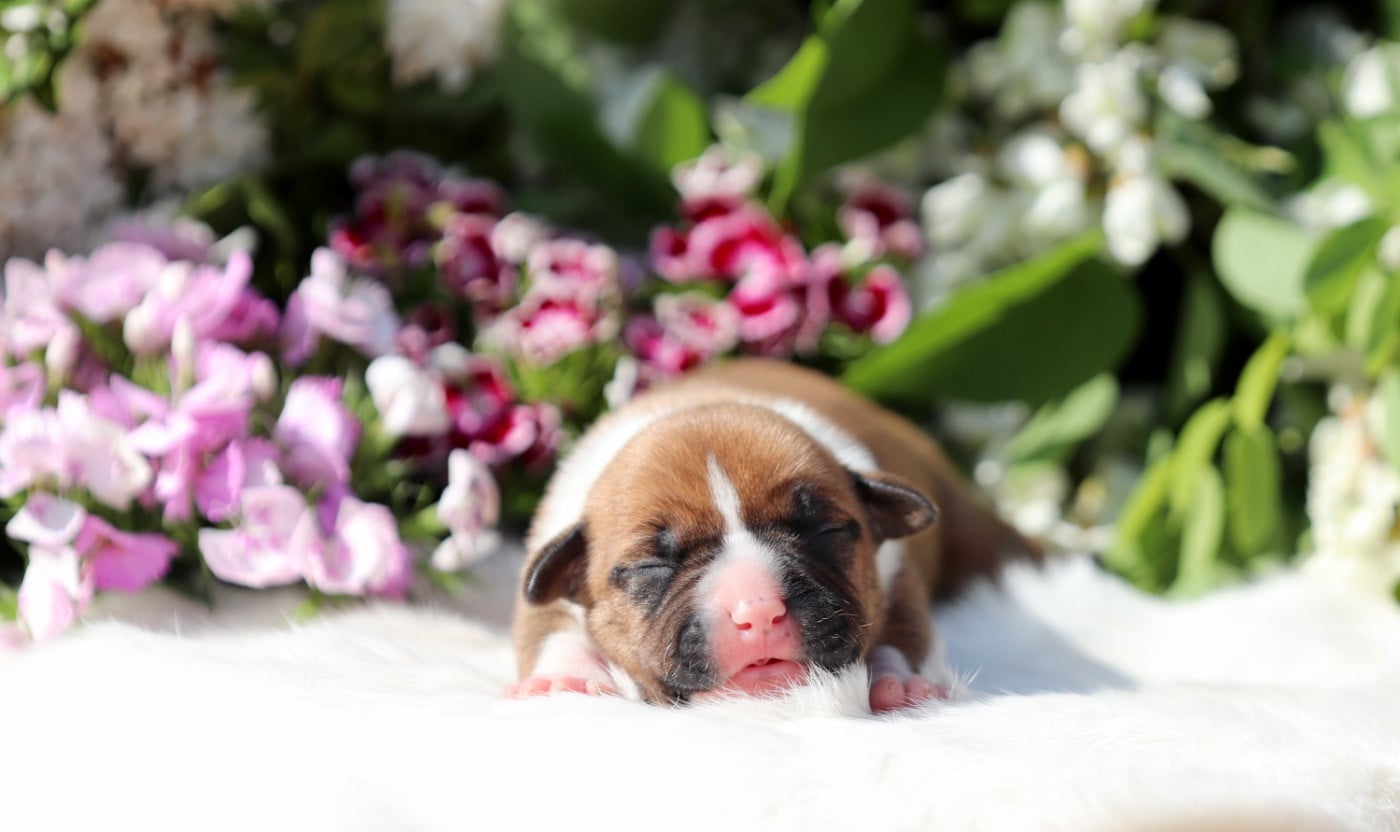 CHIOT 5