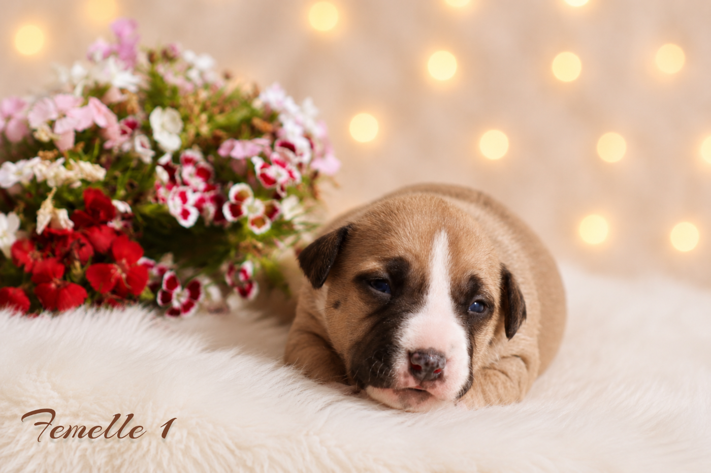 CHIOT 1