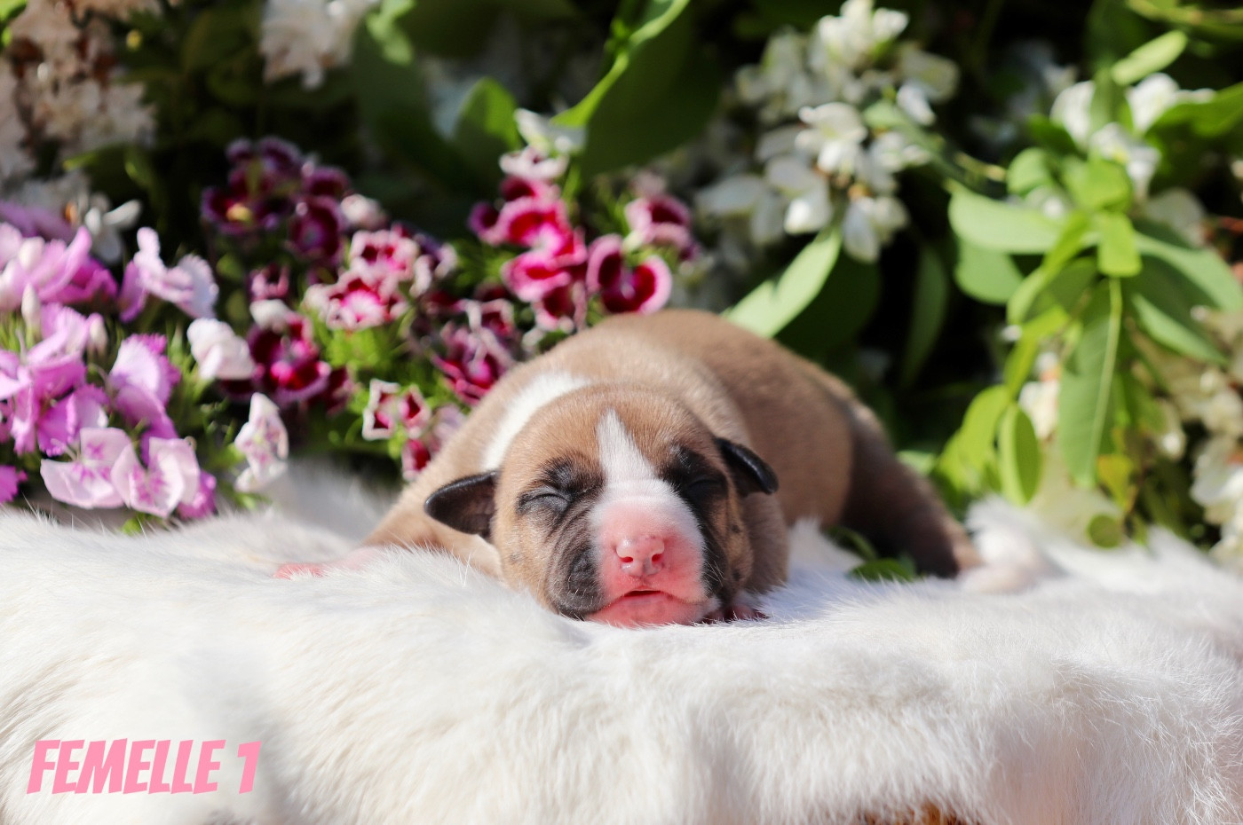 CHIOT 1
