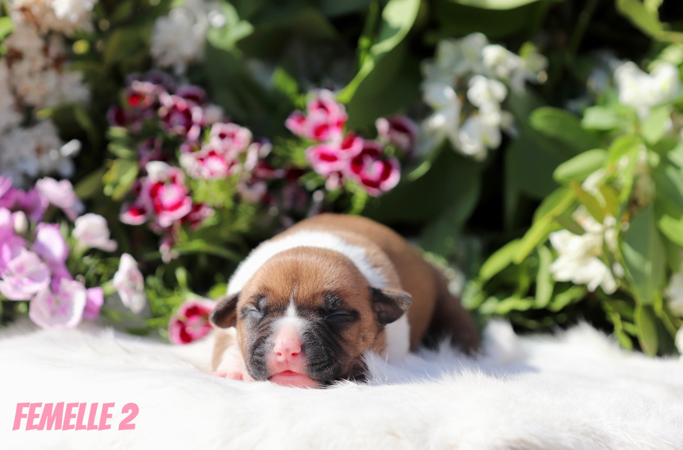 CHIOT 2