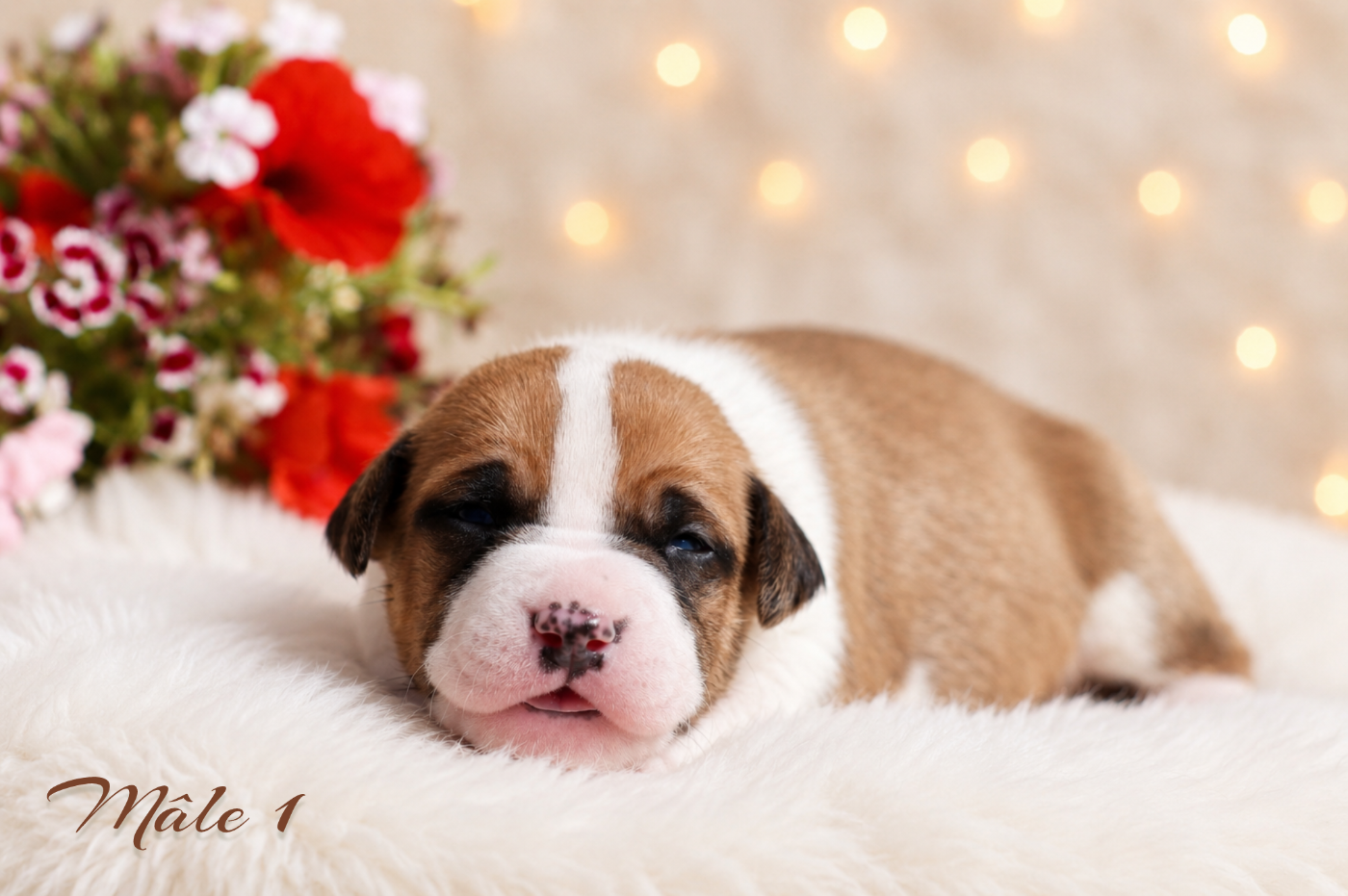 CHIOT 4