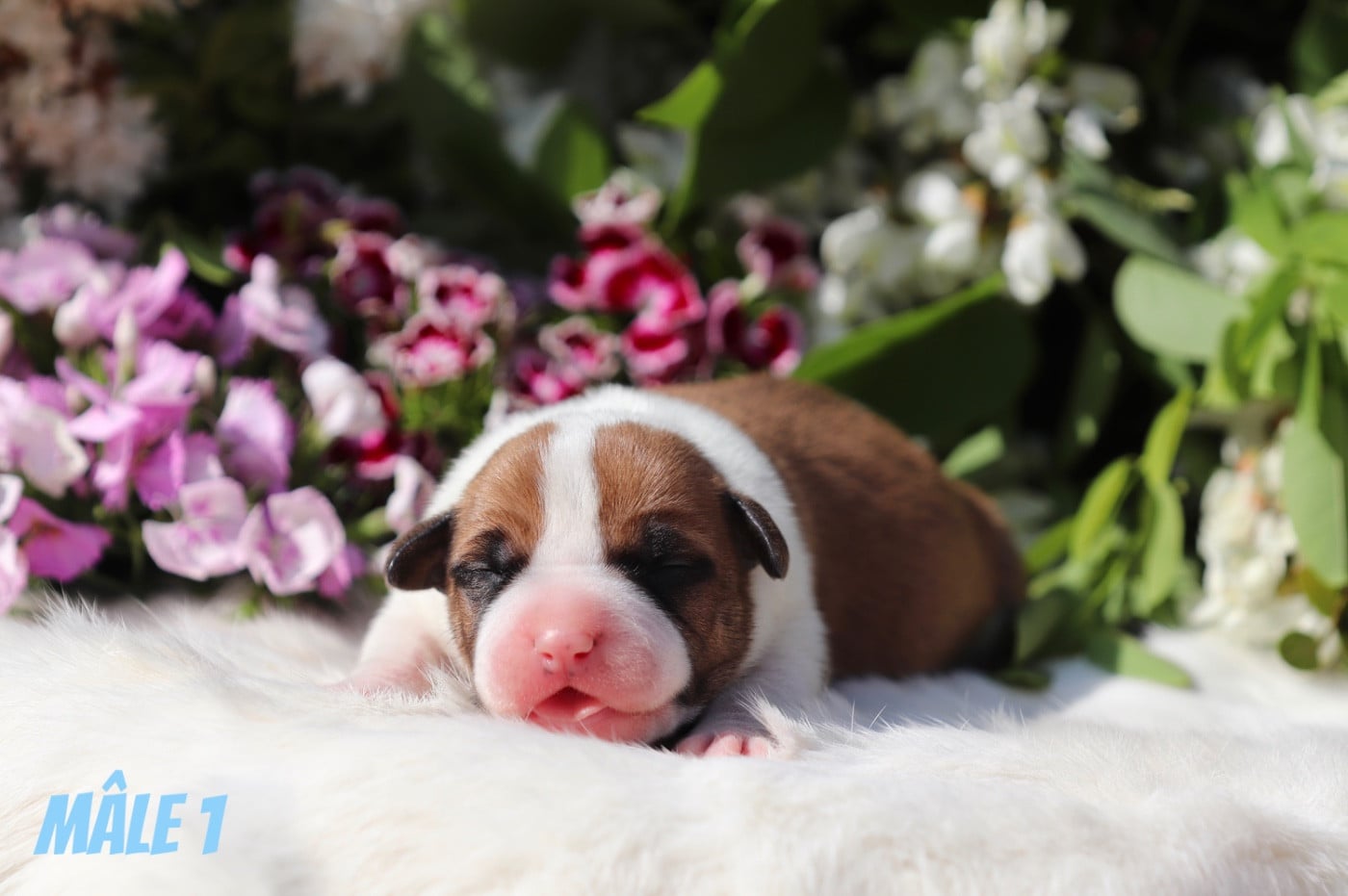 CHIOT 4