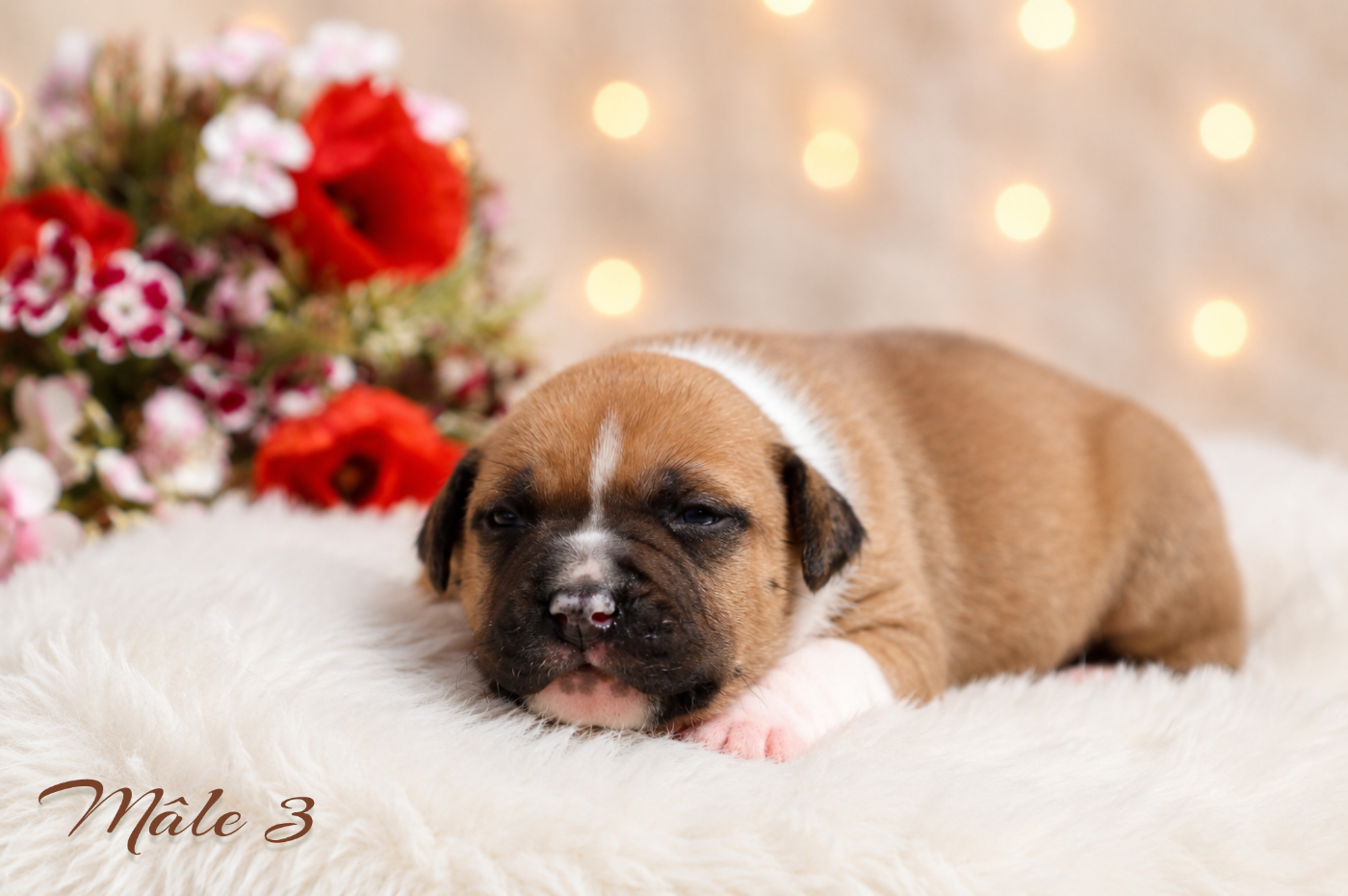 CHIOT 6