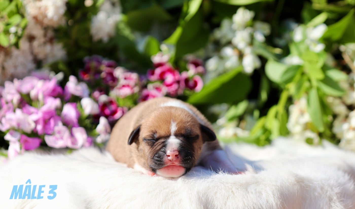CHIOT 6