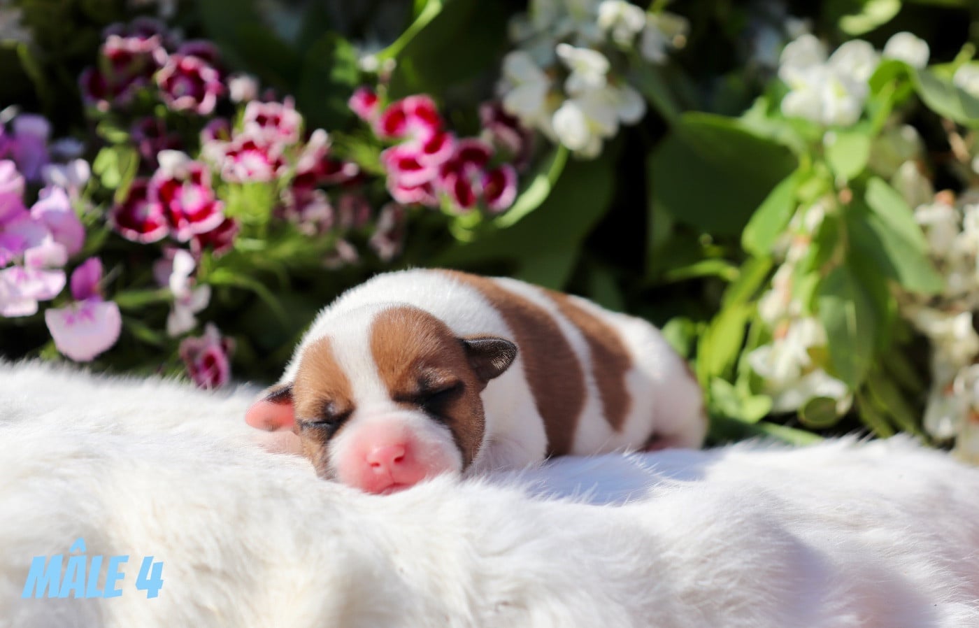 CHIOT 7