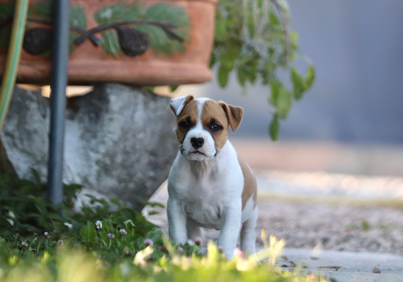 CHIOT 7